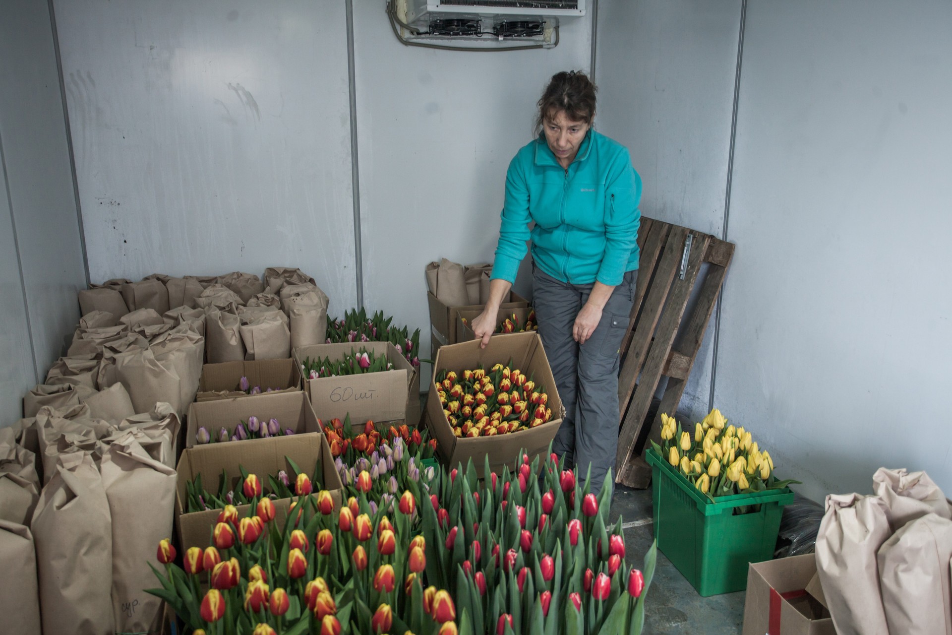 Выращивание тюльпанов в домашних условиях на продажу