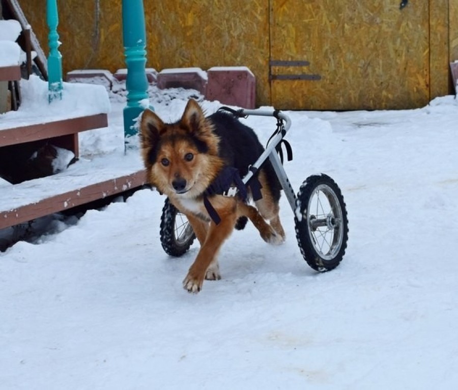 Помни собак