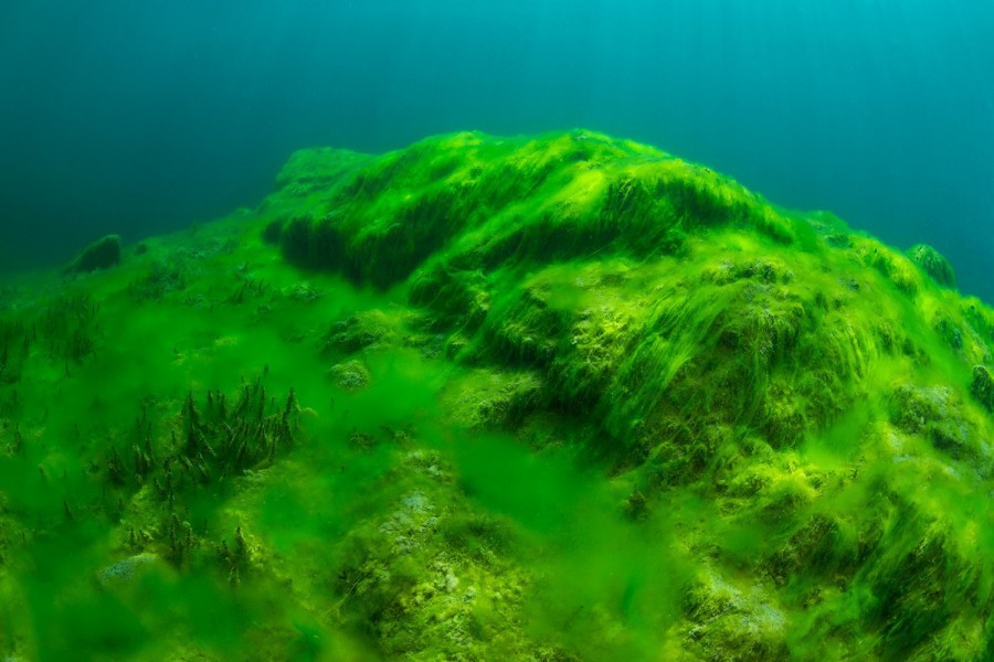 Спирогира. Зелёные водоросли спирогира. Тина -водоросль спирогира. Водоросль спирогира на Байкале. Зелёная нитчатая водоросль Байкал.